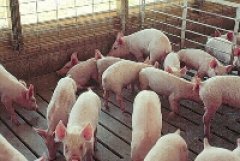 51  240x200 2514677890 ff0f490e68 0 Can Your Physician Definitively Diagnose You with Swine Flu (Type A Novel H1N1) ? The Answer Might Surprise You.