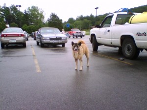 Homeless Dog in Tennessee